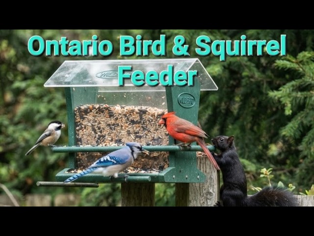 Live Backyard Birds & Squirrels Cam | Ontario Feeder Watch