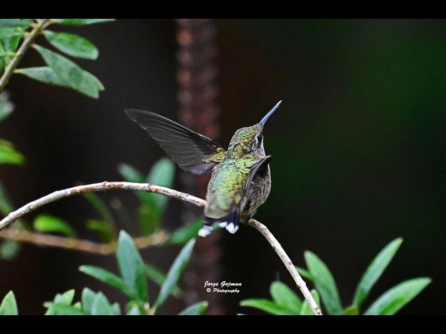 Ruby throated hummingbirds in the rain at The Landings (1080)
