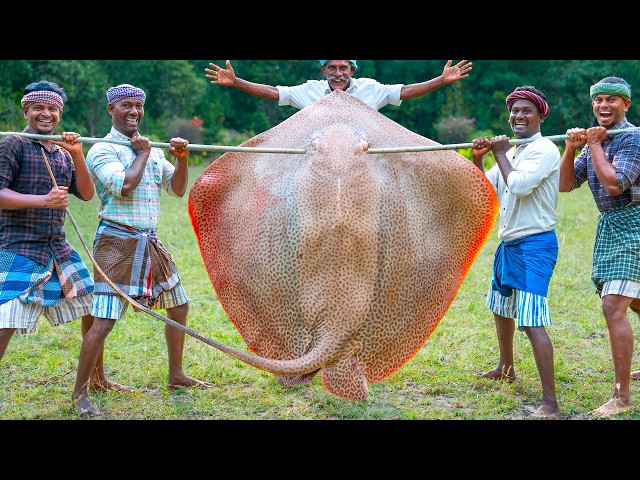 200 Pounds BIG STINGRAY | Cutting & Eating in Village | Village Fish Curry Recipe | Tasty Fish Fry