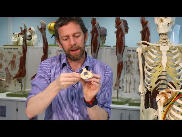 Atlas and axis vertebrae