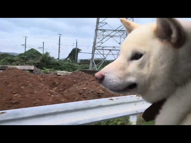 踏切をわたる　柴犬