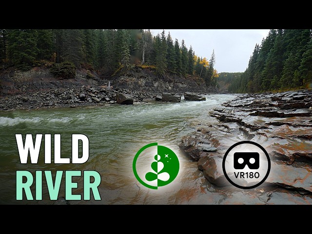 Wild River | Muskeg River Canyon in the Rain | VR180
