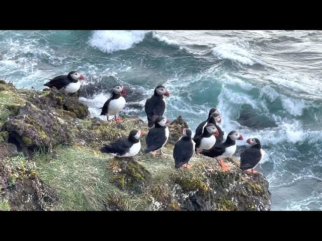 Iceland's adorable Puffins