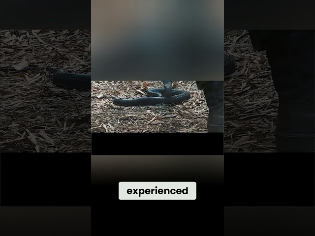 The Primitive Urge  Killing a King Snake