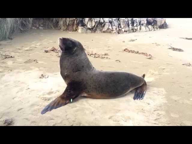 Farting funny Seal in New Zealand