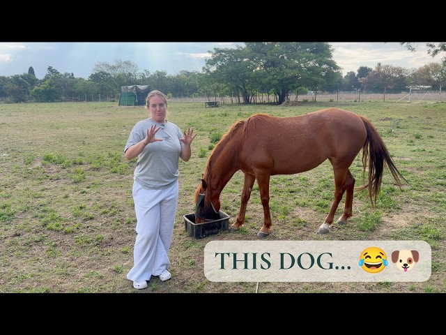 Storytime with Tay | The Dog Story My Chef Couldn't Stop Laughing At 😂