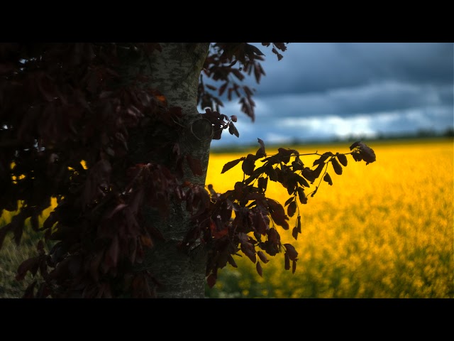 1950 Helios M44 On Fuji XT4 HDR 60 Second Review