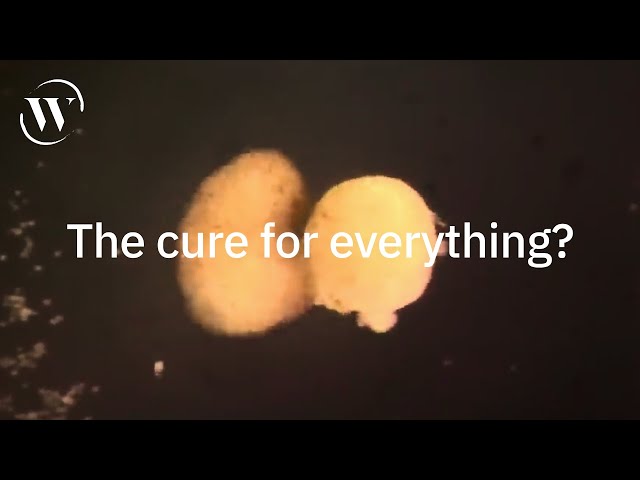 Biohacking our way to health | Michael Levin