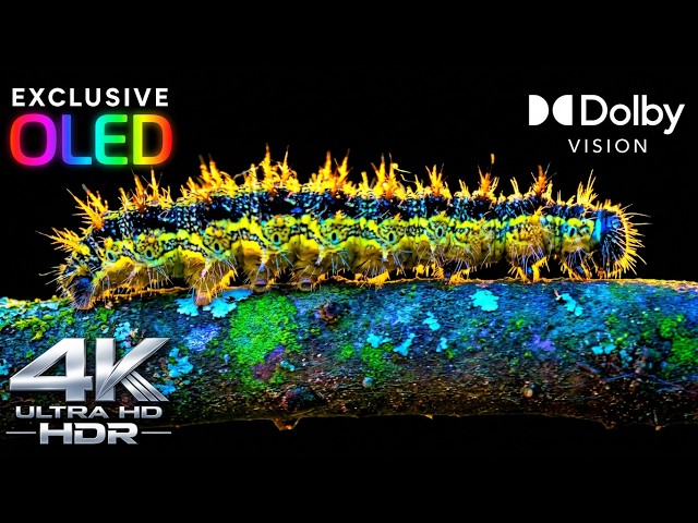 OLED ULTRA HD EXPERIENCE | 4K / 8K HDR • Dolby Vision • Deep Blacks • 60FPS