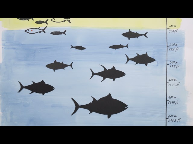 Diving with tuna: heading down deep