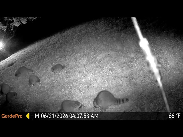 Insane Night Clarity! GardePro X60 Pro Max Trail Camera Review & Deer Footage 20260701 O