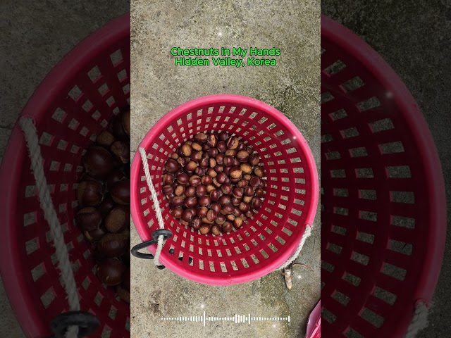 Chestnuts in My Hands | Relaxing Country Music | Hidden Valley, Korea | Sonogol Mountain 🌿🌊