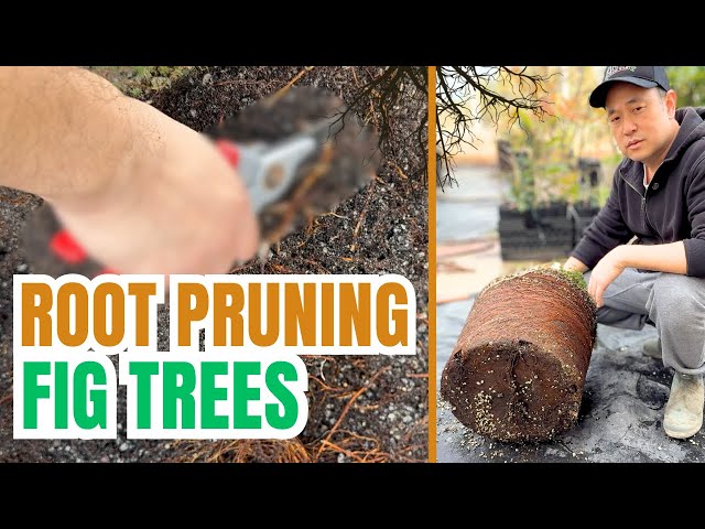 Root pruning a container fig tree, with results. 