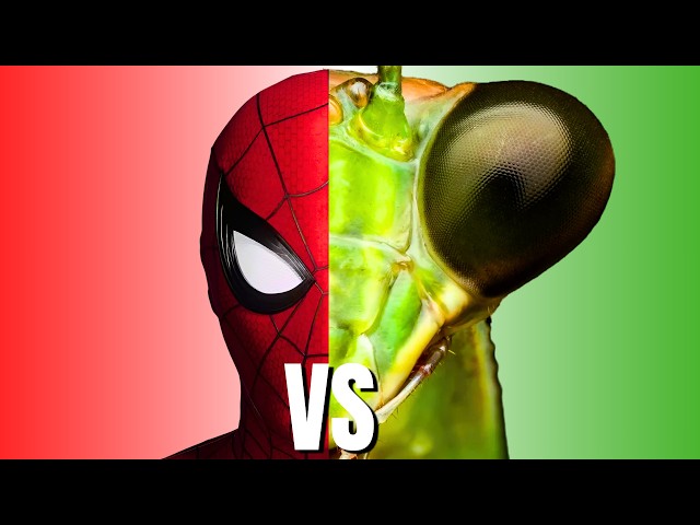 Which Animal Would Give the Best Superpower?