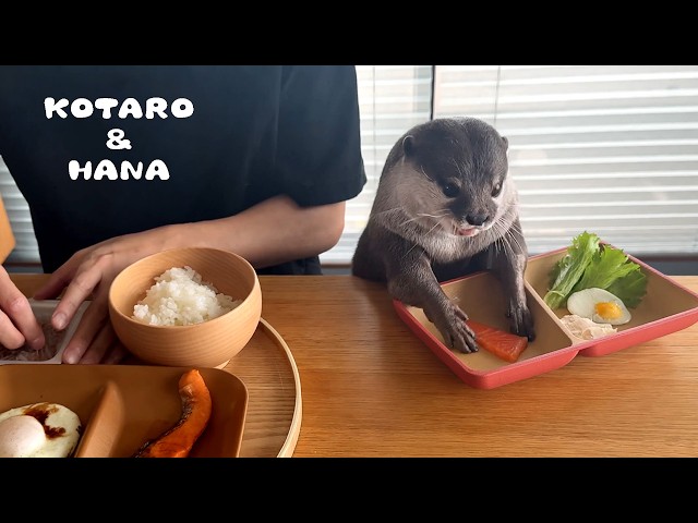 Picky Otters Eat Breakfast with Dad