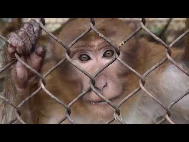 Bhutan Animal Rescue and Care (BARC)