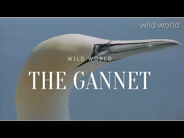 the gannet |  documentary