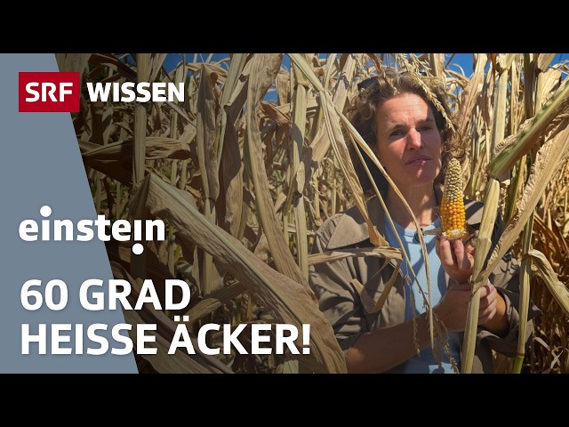 Extremwetter: Wie retten wir unsere Ernten? | Einstein | SRF Wissen