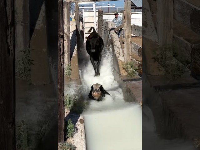 Why Cows Dive Into Chemical Baths #goodtoknow #vet #medicine #dippingcattle #lifehacks #educational