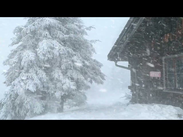 SNOWSTORM sounds | Blizzard Winds & Snowfall Sounds | Howling Wind for Deep Sleep, Relax | Winter