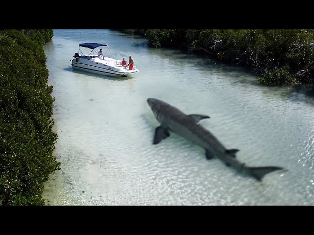 Incredible Moments Caught on Camera
