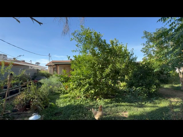 Trimming Off The Root Stock