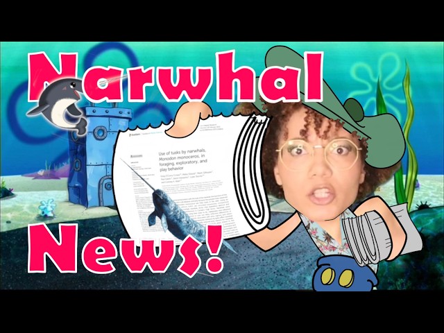 There's Narwhal News