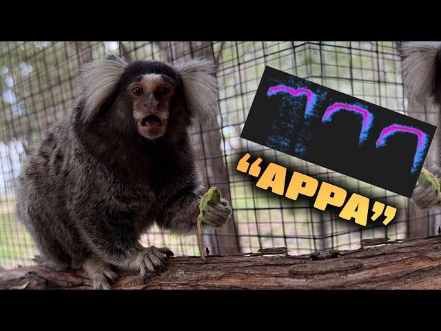 The Secret Language of Marmosets
