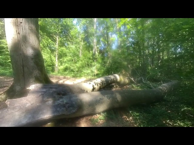 VR180 3D   NATURE 3D   Bois et forêts   Evolution   12 juin 2023
