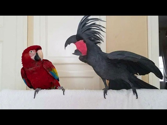 Get a PARROT They Said, It Will Be Fun! 🤣 Funny Parrot Videos