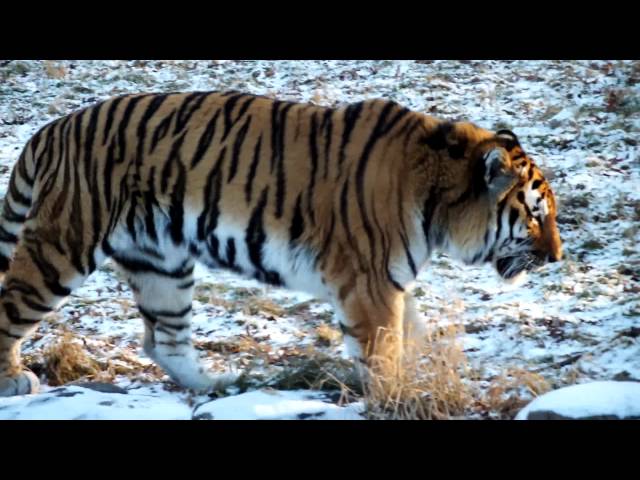 Tiger Roar