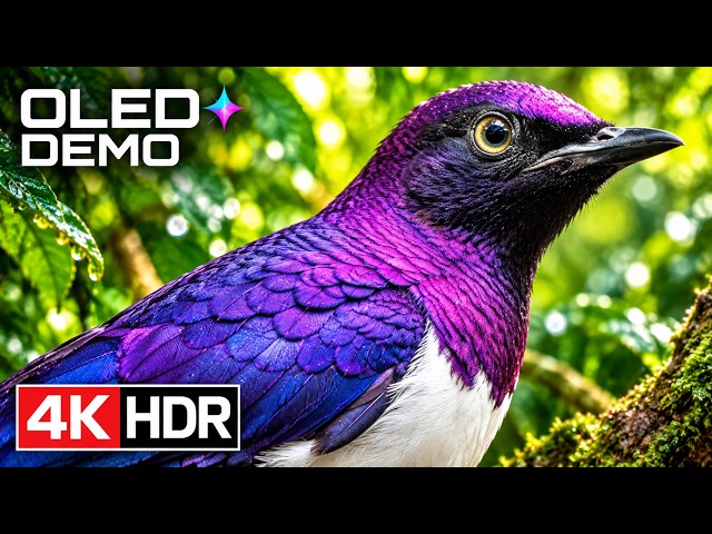 Ultra Vivid Colors | 8K HDR 120FPS OLED Display Test