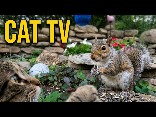Aquarium fish for Cat TV: 4K Videos for Happy Cats  Love to Watch Fish