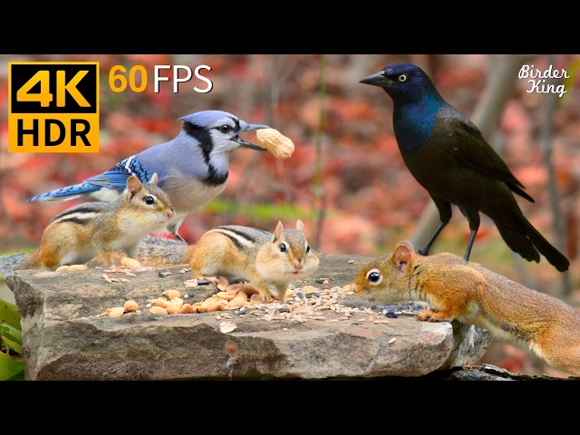 Cat TV 😺🐦 Stunning Fall Forest: Birds, Chipmunks & Squirrels Playing for Hours 🐿 Cat Games 4K HDR