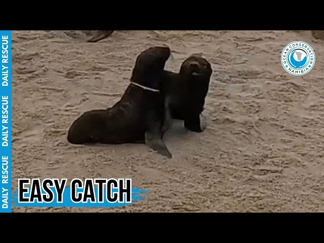 Saving a Tiny Seal Trapped in Plastic Cling Wrap
