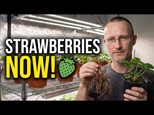 Don't Wait Until Spring—Start Your Strawberries Indoors Now