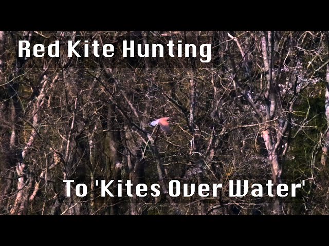 Red Kite Hunting To 'Kites Over Water'