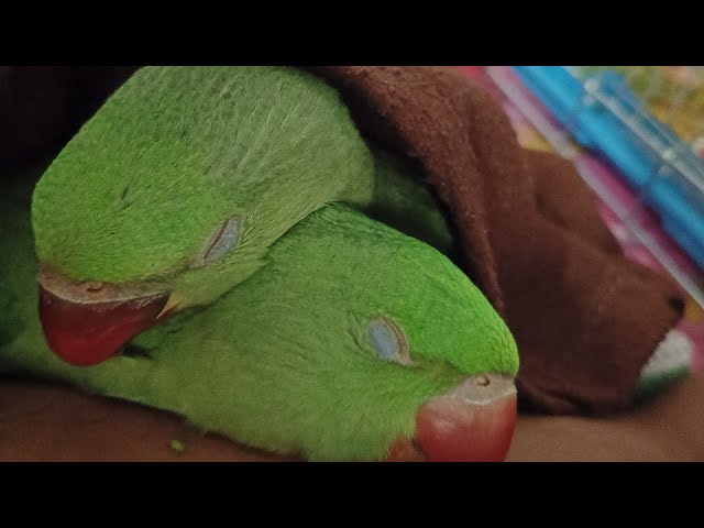 INFO TECH Radha Rani 🦜 is live!