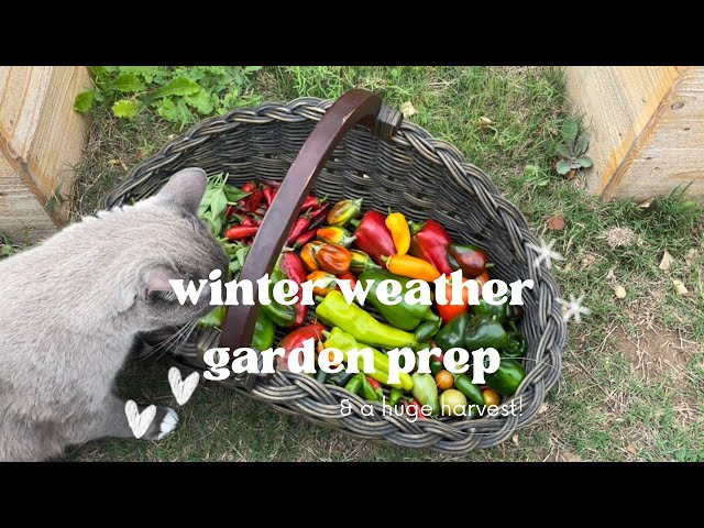 Preparing My Garden for a Cold Front + My Biggest Harvest Ever! #zone9garden