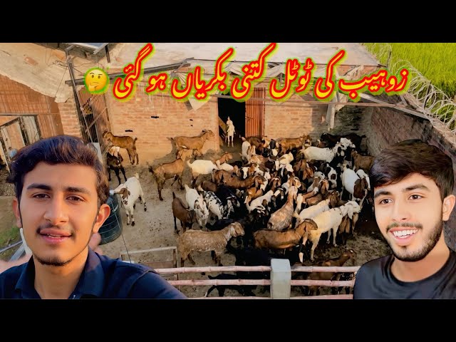 Zohaib Ka Pass Total Kitni Bakriyan Ho Gai🤔/koki pendu/Zohaib pendu