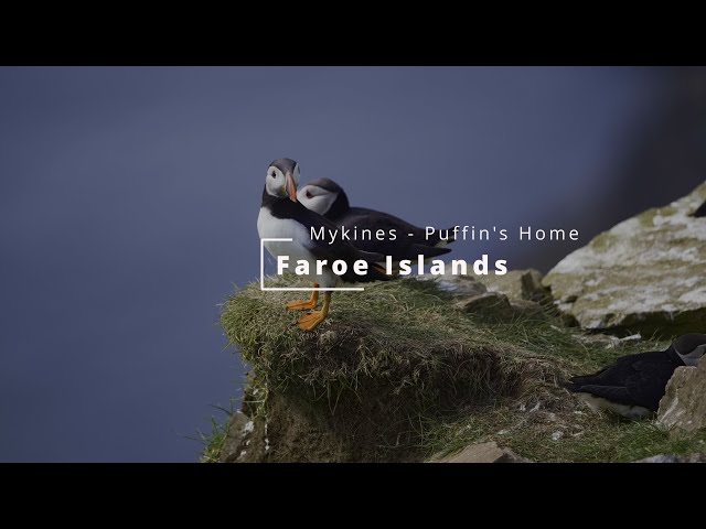 Mykines - Home of the Puffins