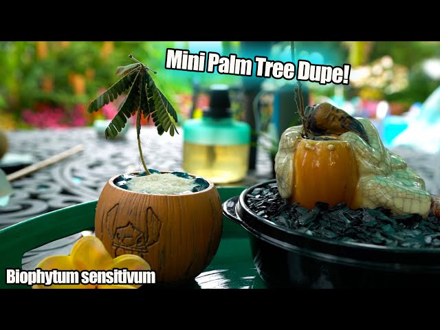 Little Tree Plant || Biophytum sensitivum