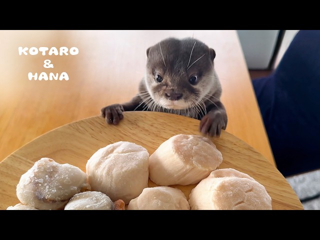 Otter Makes Jumbo Scallops Disappear!