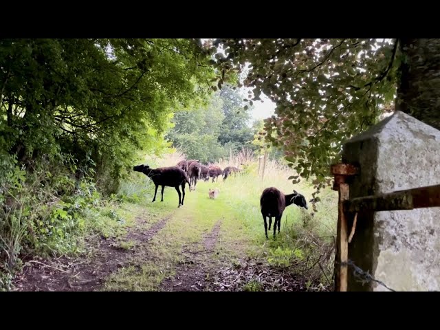 Moved rams & ewes today after lounging in a brief stint of sun