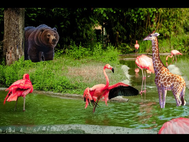 ONE half HOUR of Amazing Animal Moments  (BBC Animals of Earth)