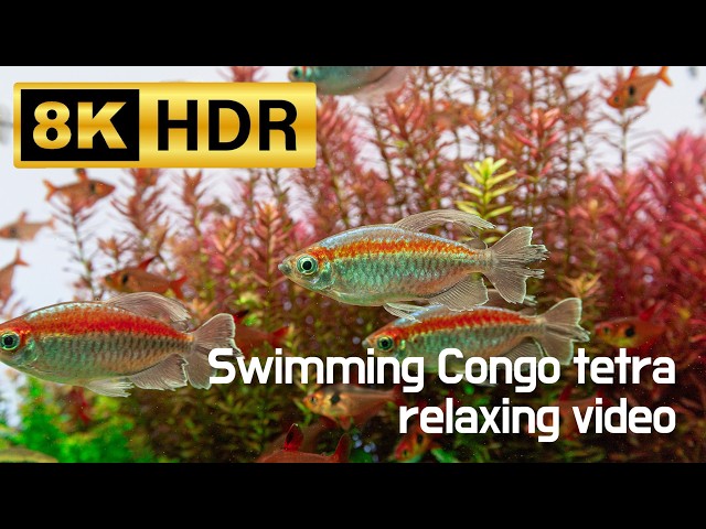 [8K HDR] Swimming Congo tetra relaxing video