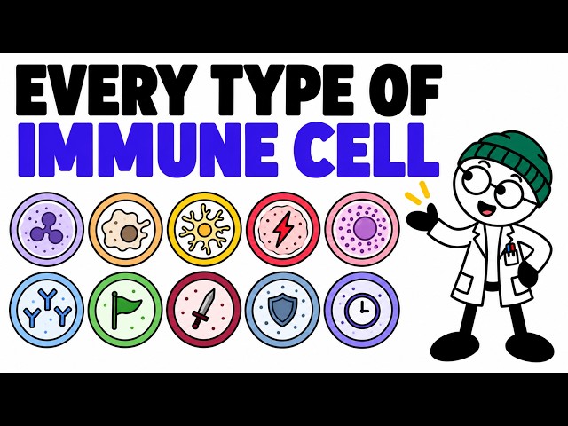 Every Type of Immune Cell, Explained!