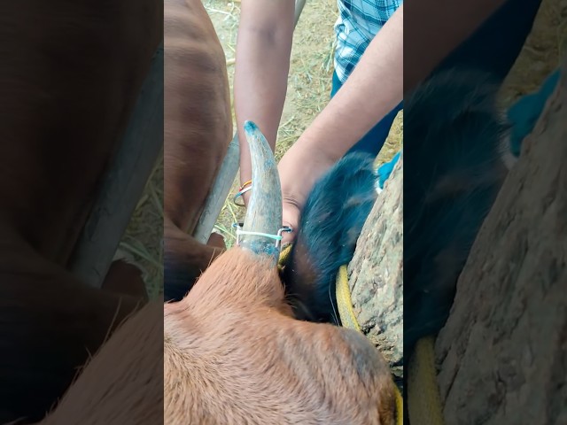Should Farmers STRANGLE Their Cows’ Horns?! #goodtoknow #vet #medicine #educational #survival #hack