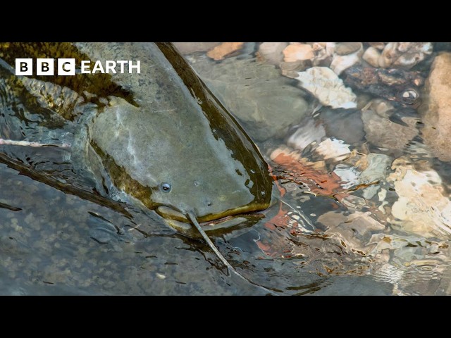 Spectacular Wildlife Encounters Narrated By David Attenborough | BBC Earth | BBC Studios