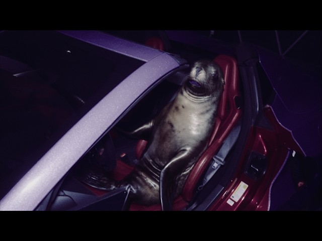 bleood - i love seals